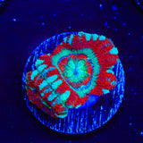 Peppermint Deep Water Acan Coral