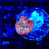 Peppermint Mushroom Coral