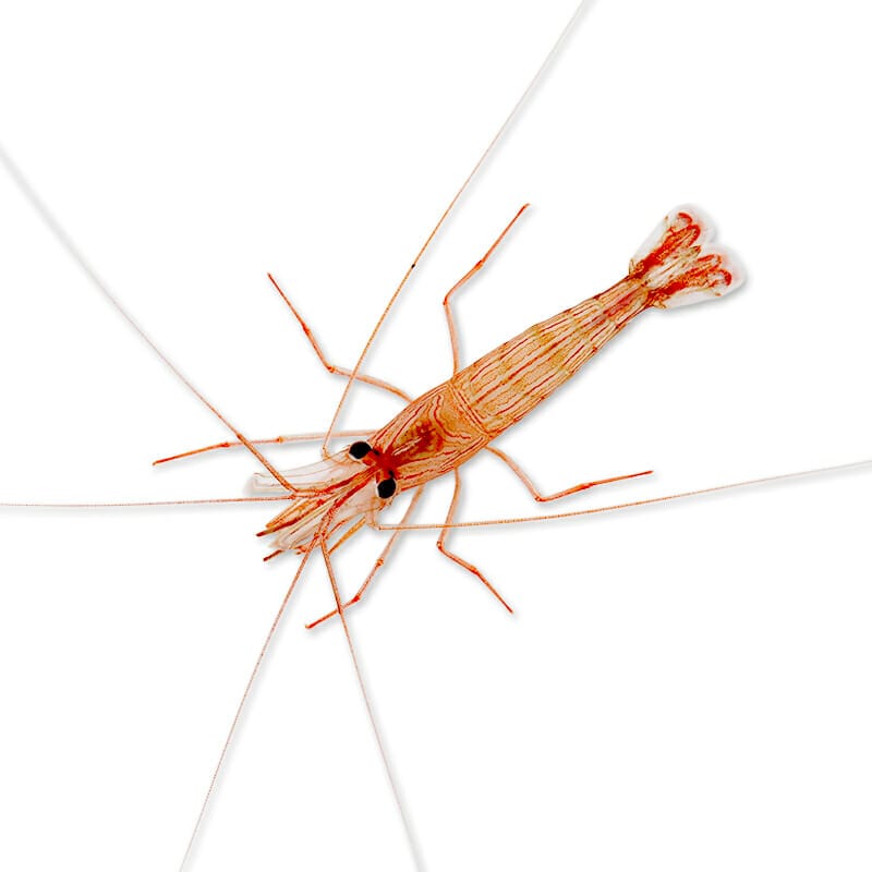 Peppermint Shrimp – Lysmata wurdemanni
