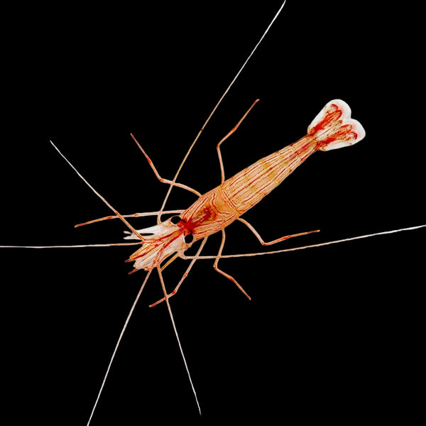Peppermint Shrimp (2 Pack)