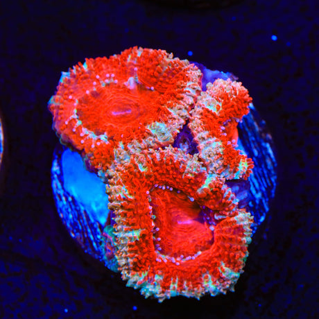 Peppermint Stripe Acan Coral