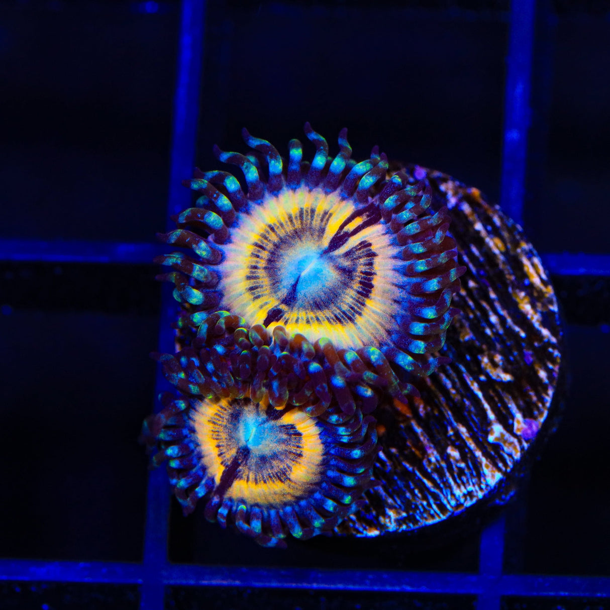 Petroglyph Zoanthids Coral