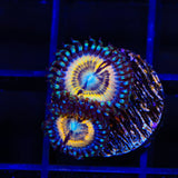 Petroglyph Zoanthids Coral