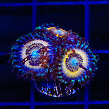 Petroglyph Zoanthids Coral