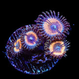 Petroglyphs Zoanthids Coral