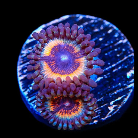 Petroglyphs Zoanthids Coral