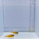 Picket Fence Pair Cardinalfish (Apogon oxina)