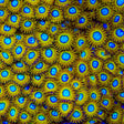 Pikachu Zoanthids Coral