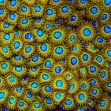 Pikachu Zoanthids Coral