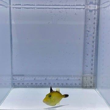 Pineapple Trigger Fish