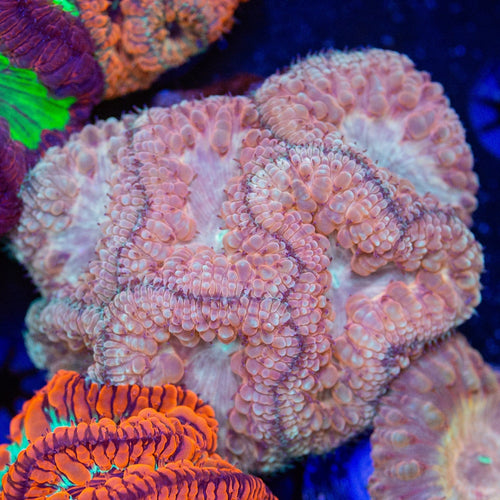 Pink Blastomussa