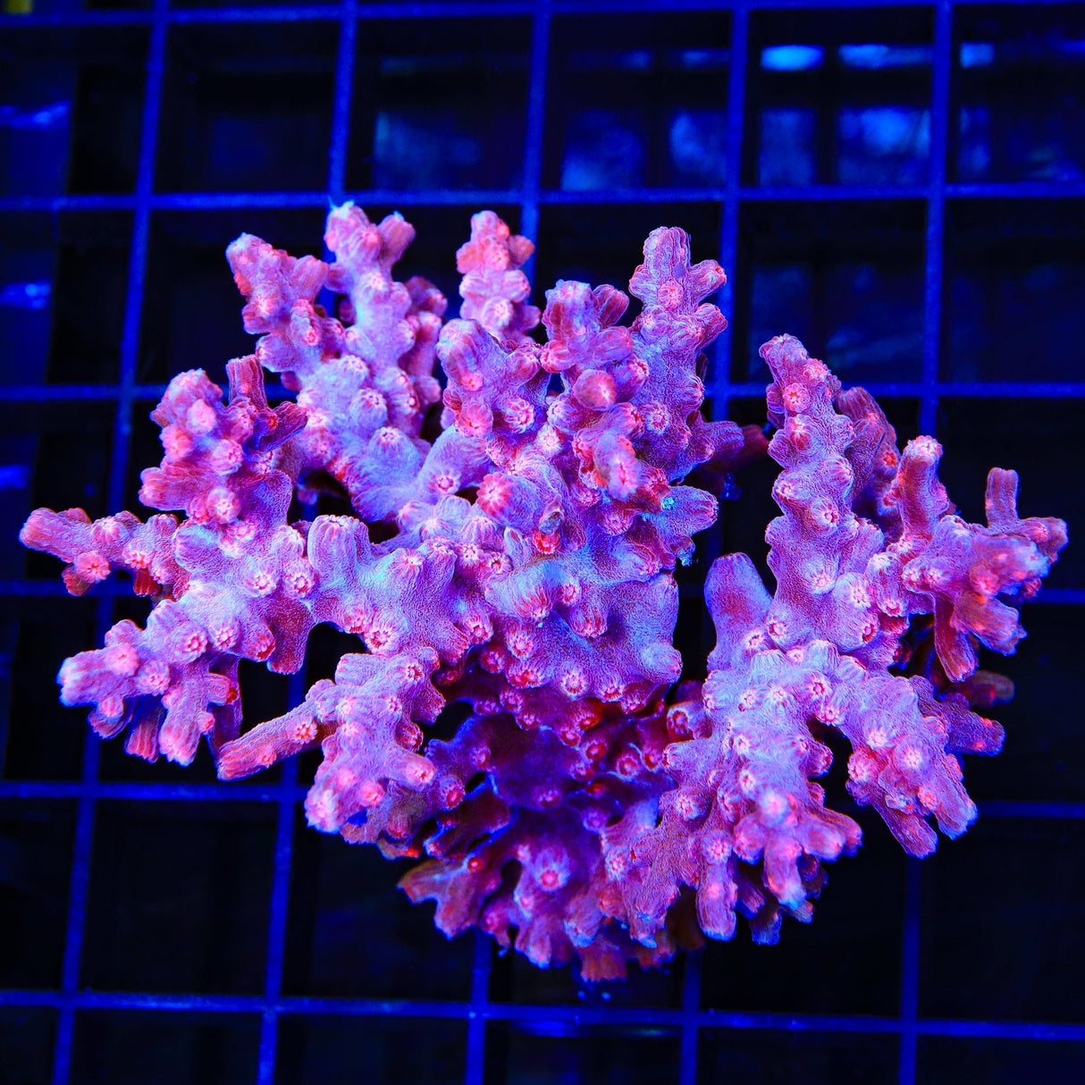 Pink Branching Cyphastrea Colony Coral