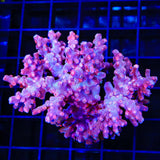 Pink Branching Cyphastrea Colony Coral