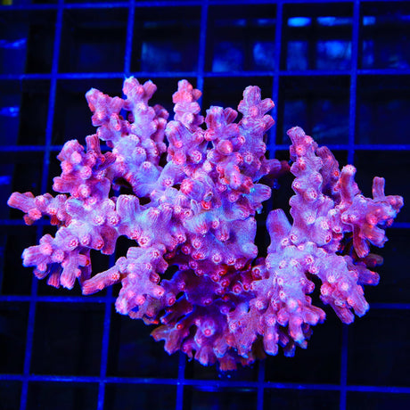 Pink Branching Cyphastrea Colony Coral