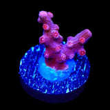 Pink Branching Cyphastrea Coral