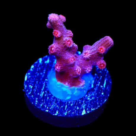 Pink Branching Cyphastrea Coral