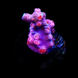 Pink Branching Cyphastrea Coral