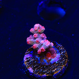 Pink Branching Cyphastrea Coral
