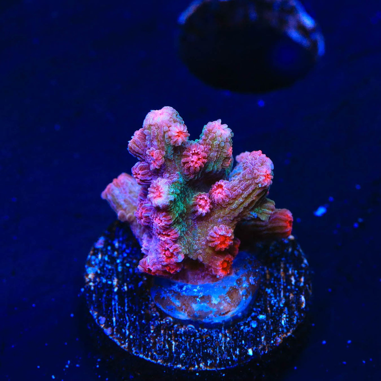 Pink Branching Cyphastrea Coral