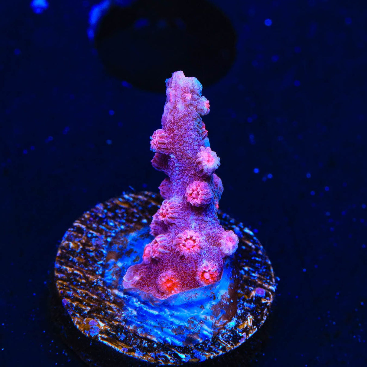 Pink Branching Cyphastrea Coral