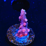 Pink Branching Cyphastrea Coral