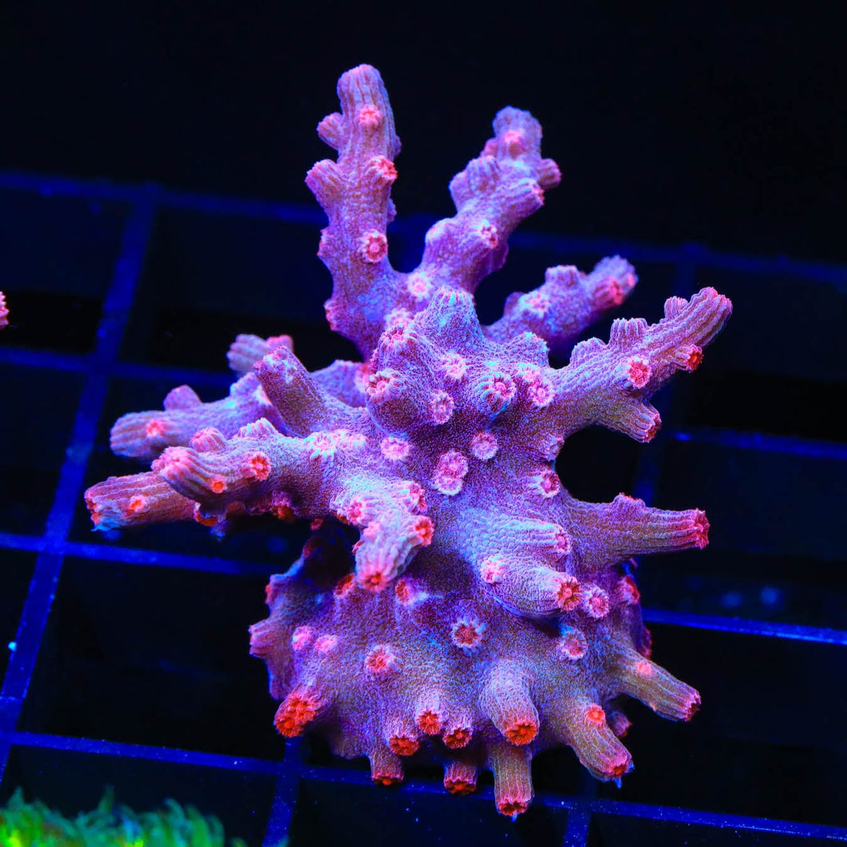 Pink Branching Cyphastrea Coral