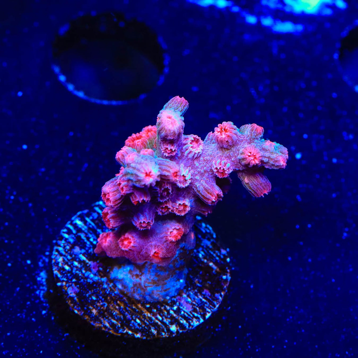 Pink Branching Cyphastrea Coral