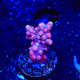 Pink Branching Cyphastrea Coral