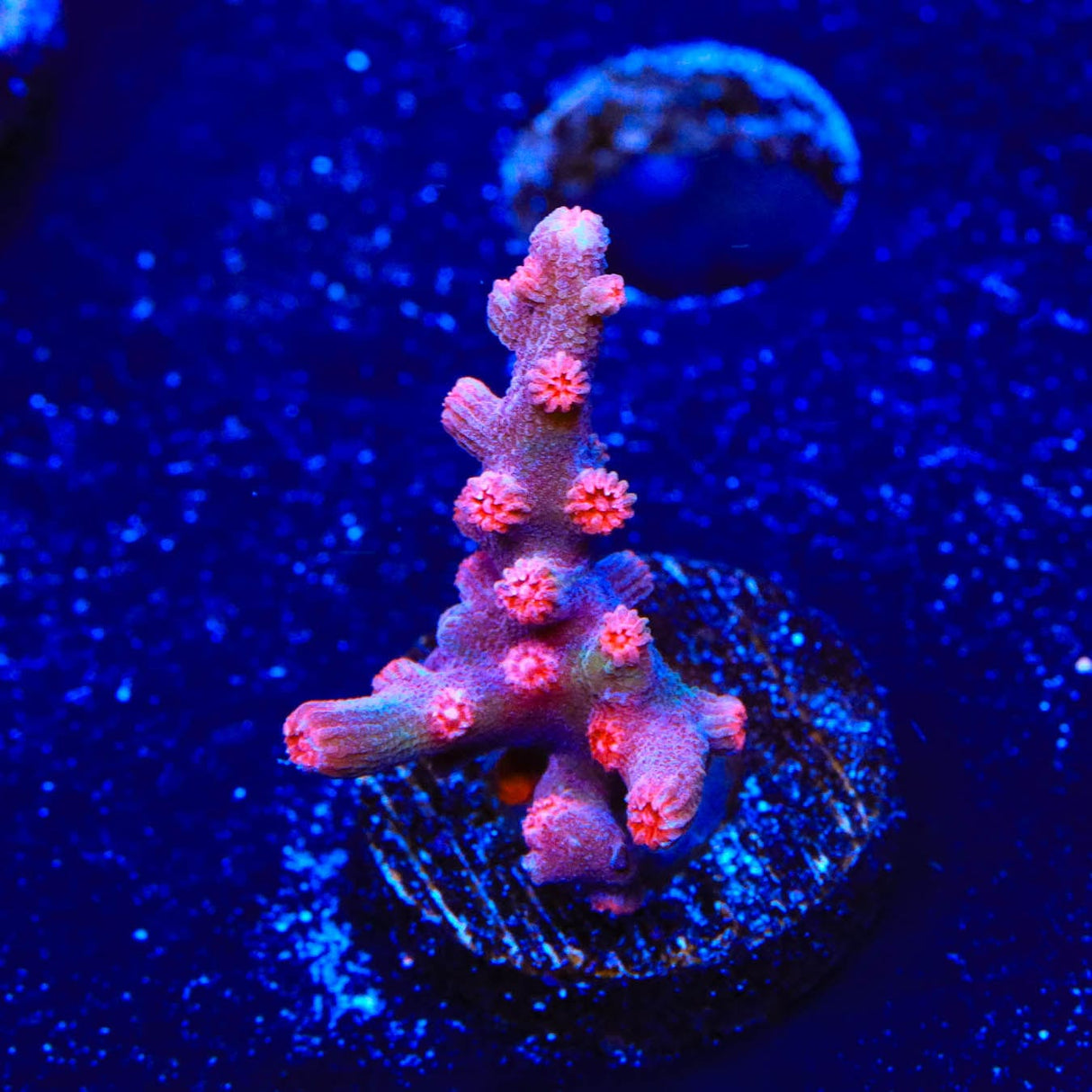 Pink Branching Cyphastrea Coral