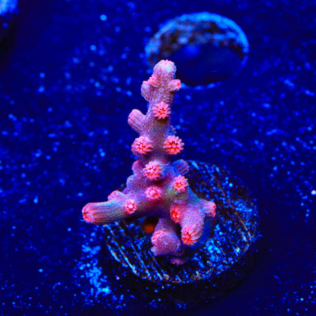Pink Branching Cyphastrea Coral