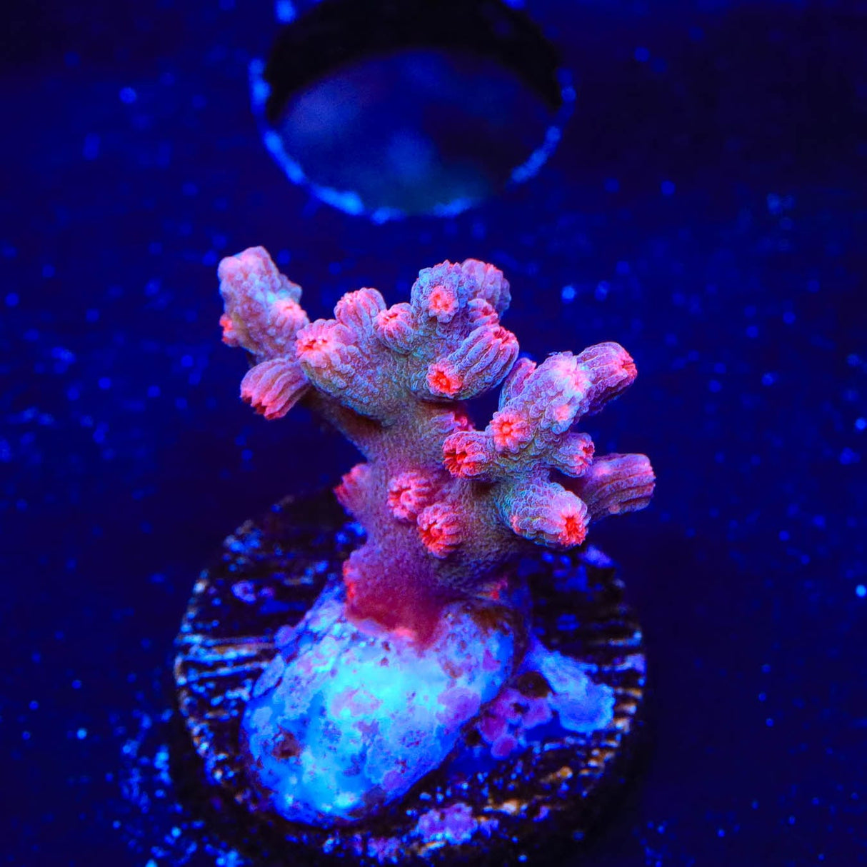 Pink Branching Cyphastrea Coral
