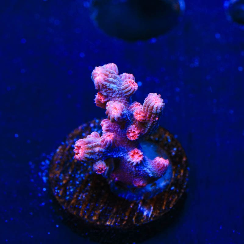 Pink Branching Cyphastrea Coral