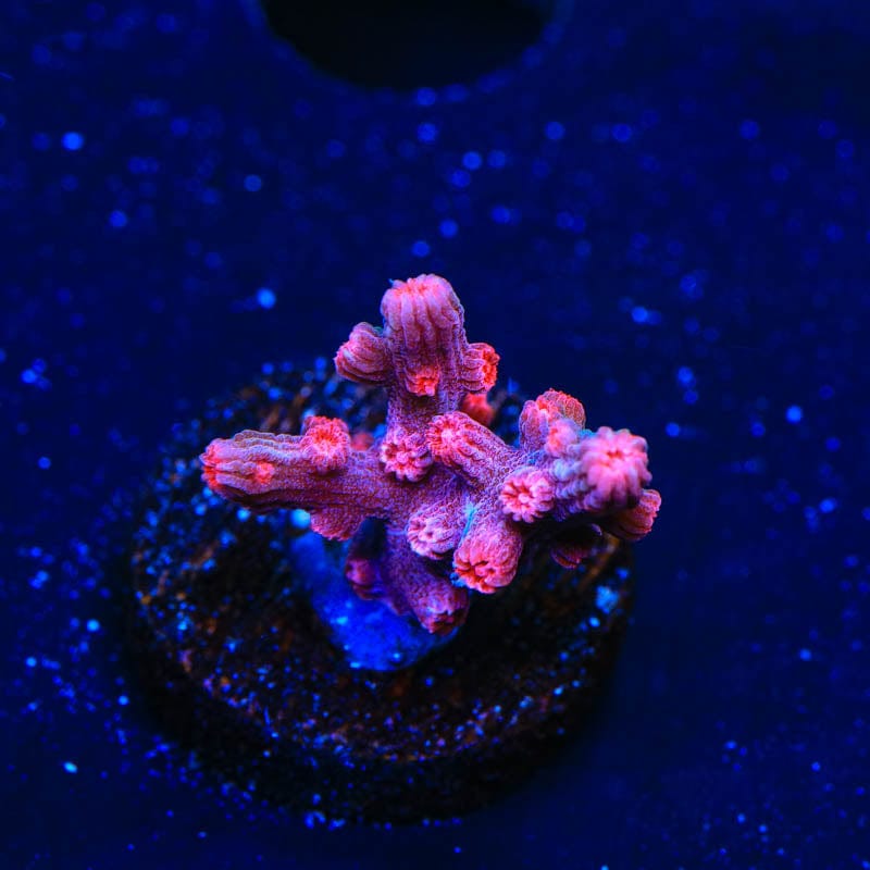 Pink Branching Cyphastrea Coral