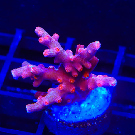 Pink Branching Cyphastrea Coral