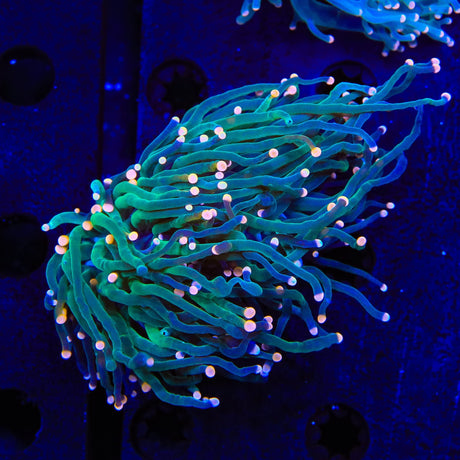 Pink Dotted Torch Coral