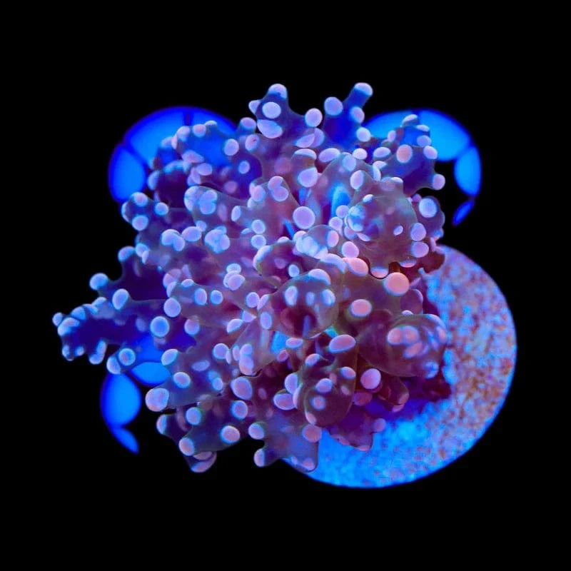 Pink Frogspawn Coral