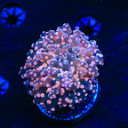 Pink Frogspawn Coral