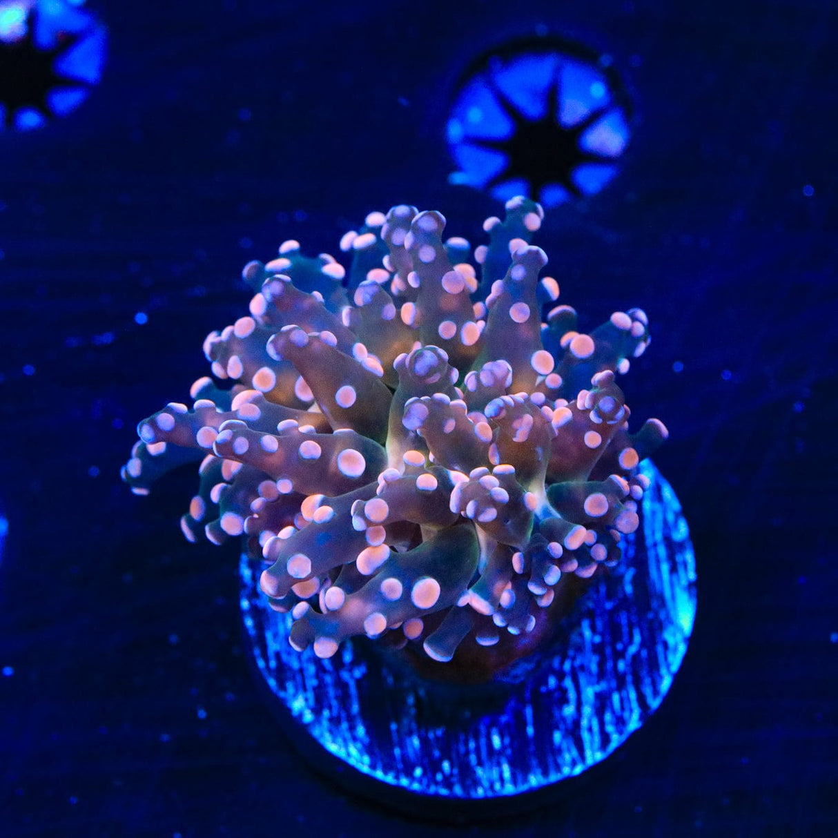 Pink Frogspawn Coral