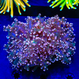 Pink Frogspawn Coral