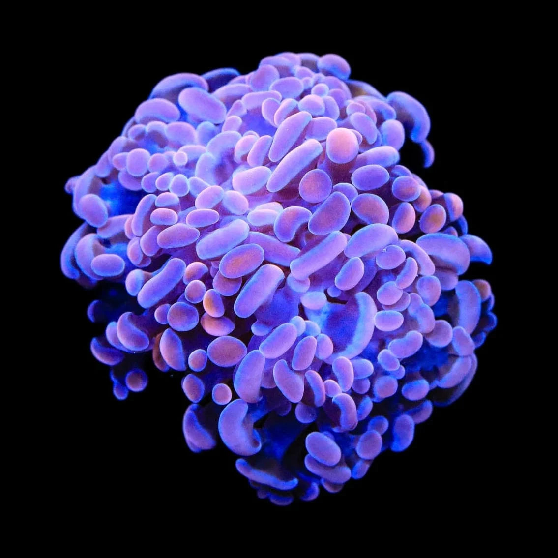 Pink Hammer Coral