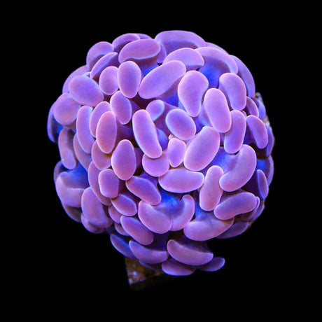 Pink Hammer Coral