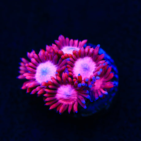Pink Heart Goniopora Coral