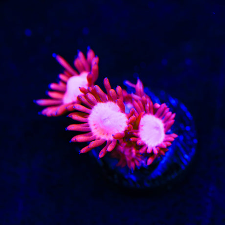 Pink Heart Goniopora Coral