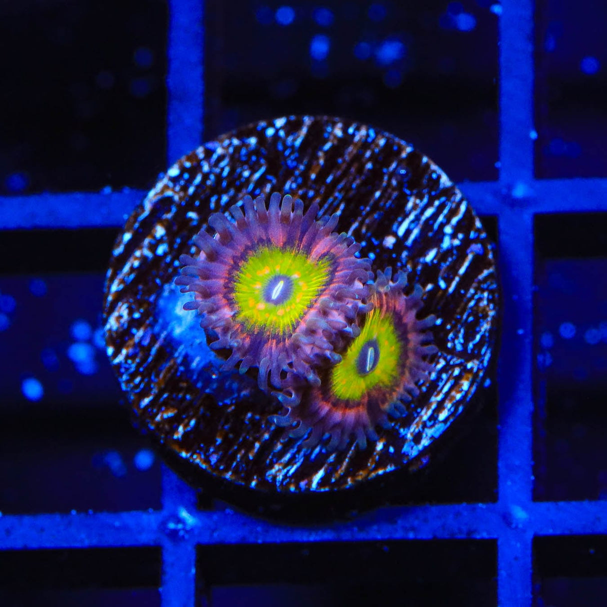 Pink Hippo Zoanthids Coral