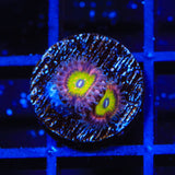 Pink Hippo Zoanthids Coral