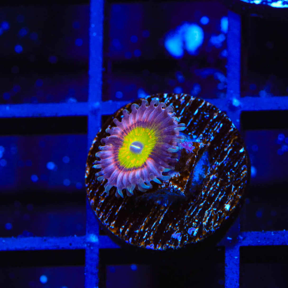 Pink Hippo Zoanthids Coral