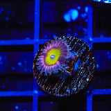 Pink Hippo Zoanthids Coral
