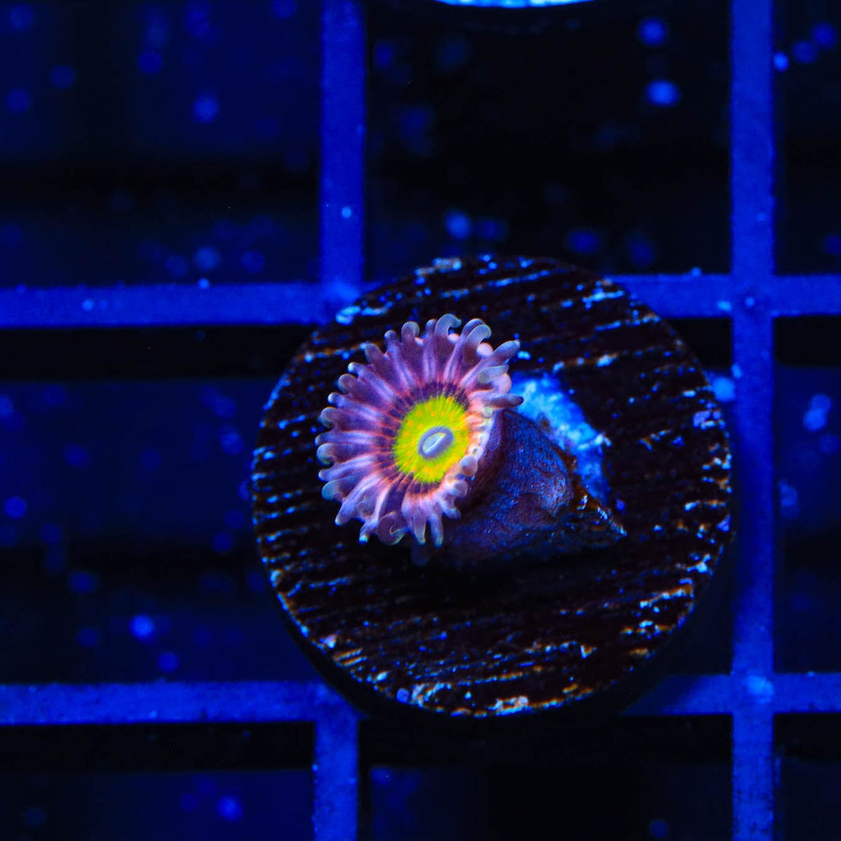 Pink Hippo Zoanthids Coral
