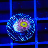 Pink Hippo Zoanthids Coral