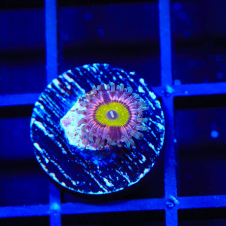 Pink Hippo Zoanthids Coral